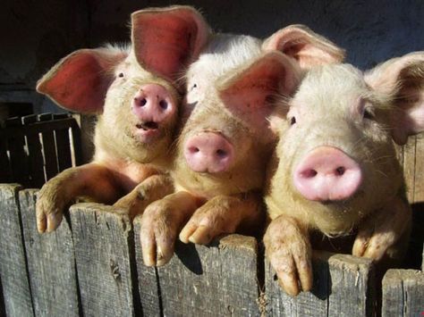 Three Pigs, Pig Farming, Pet Pigs, Three Little Pigs, Cute Pigs, Little Pigs, Animal Photo, The Farm, Animals Friends