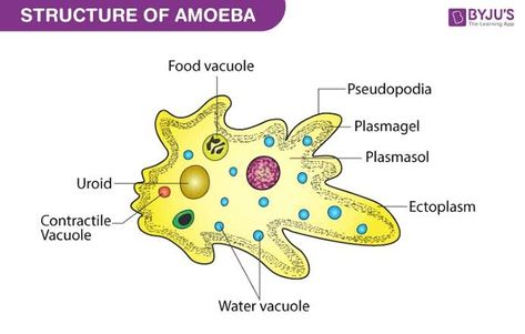 Amoeba Diagram, Bacteria Shapes, Types Of Bacteria, Gram Negative Bacteria, Basic Anatomy, Water Facts, Basic Anatomy And Physiology, Biology Labs, Past Papers