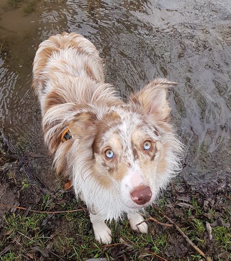 Hailey our sweet red merle border collie Lilac Merle Border Collie, Border Collie Lilac, Merle Dogs, Border Collie Merle, Red Merle Border Collie, Border Collie Colors, Merle Border Collie, Red Border Collie, Bichon Frise Dogs