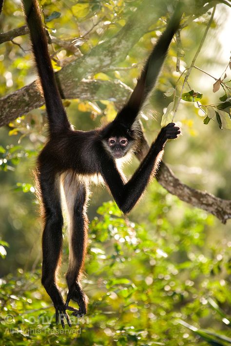 Central American Spider Monkey (Ateles geoffroyi).  The Belize Zoo, Belize, Central America - Tony Rath Photography Spider Monkey, Monkey Pictures, American Animals, Monkeys Funny, Rare Animals, Central American, Animal Species, Primates, Animal Planet