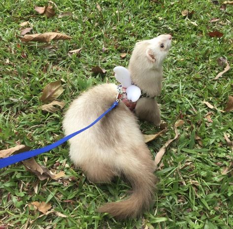 Ferret Harness, Blue Sakura, White Angel Wings, Cute Ferrets, Vest Harness, Critters 3, Baby Rabbit, Padded Vest, Retail Market