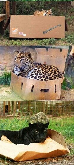 Big cats in boxes - unreal!!! Big Cats In Boxes, Cats In Boxes, Cat Box, Animal Friends, Funny Sayings, Cat Pin, Cute Funny Animals, Animals Friends, Big Cats