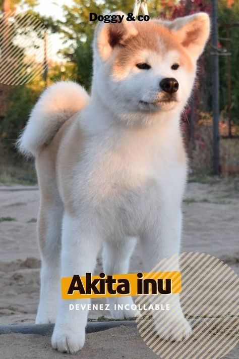 Découvrez ce chien mignon et drôle à l'histoire incroyable ! Clique sur le lien du blog pour devenir incollable sur l' Akita Inu. N'hésite pas à aller voir également la boutique. #chien #chiens #chiot #chiots #chiendrôle #chiendrole #chiotdrole #chienmarrant #chiotdrôle #chiotmignon #chienmignon #chienakita #chiotakita #akita Akita Inu, Boutique