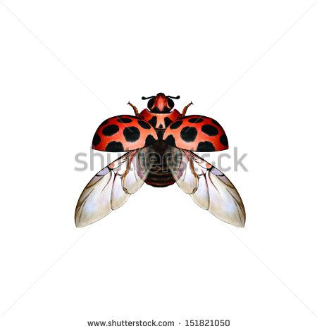 Large Spotted Ladybird (Harmonia Conformis) Is A Species Of ... Open Wing Ladybug Tattoo, Ladybug Wings Open, Tattoo Beetle, Ladybird Drawing, Ladybird Insect, Ladybug Wings, Wings Sketch, Bugs Embroidery, Lady Bug Tattoo