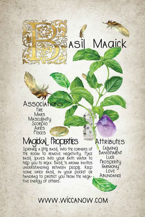 Basil is an ancient healing herb used for centuries in Ayuverdic medicine to treat everything from snakebites to inflammation. Originally from Asia, basil is now found in various cultivars all over the world. The magickal properties of Basil include luck, prosperity, abundance, protection and harmony among many others. #basilmagick #greenwitchcraft #herbology Basil Properties Magic, Magical Properties Of Basil, Basil Magical Uses, Basil In Witchcraft, Basil Correspondences, Basil Witchcraft Uses, Basil Spells, Basil Medicinal Uses, Basil Witchcraft