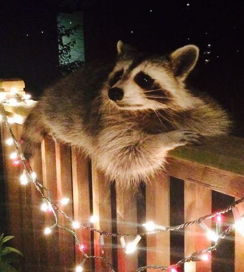 Over Time This Handsome Guy Became Very Comfortable In My Friend's Backyard Cute Raccoon, Trash Panda, 웃긴 사진, Sweet Animals, Cute Creatures, Animal Photo, Christmas Animals, 귀여운 동물, Animals Friends