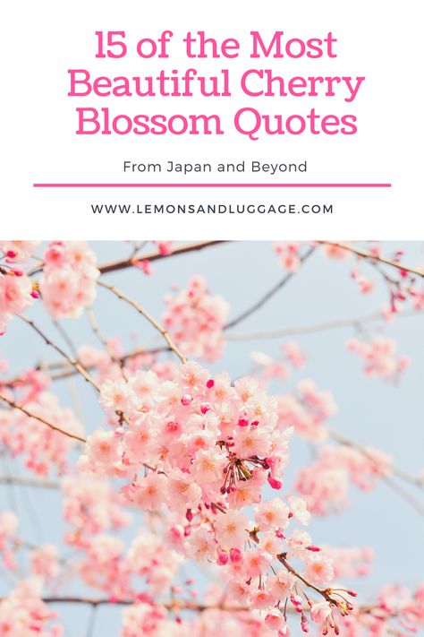 A collection of the most inspiring cherry blossom quotes so that you can enjoy their beauty even if you can't actually see them. Read on for 15 sakura quotes! Sakura Quotes, Cherry Blossom Quotes, Blossom Quotes, Local Gifts, Vegan Travel, Online Income, Earn Money Online, Simple Way, Earn Money