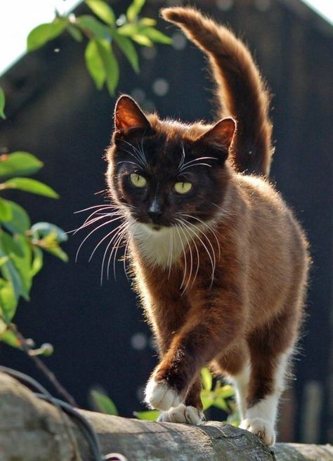 Cabin & Cottage Brown Tuxedo, Elephant Photography, Tuxedo Cat, A Log, Cat Boarding, Cute Cats And Kittens, Cute Kittens, Pretty Cats, Tabby Cat