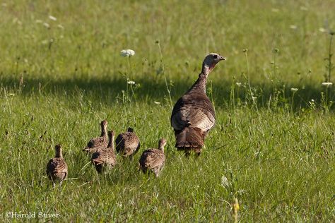 Wild Turkey N America Turkey Chicks, Turkey Bird Photography, Turkey Animal Photography, Ocellated Turkey, Turkey Nature, Wild Turkey Rare Breed, Turkey Vulture, Baby Turkey, Turkey Bird