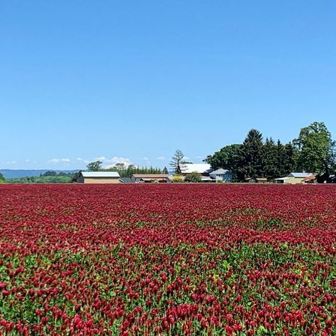 Irene Davenport on Instagram: “Driving home from Portland yesterday, I had to stop, make a quick u-turn and check out this beautiful red clover field phenomenon that I…” Farm Crops, Clover Field, Driving Home, Red Clover, U Turn, Portland, Turn Ons, Red, On Instagram