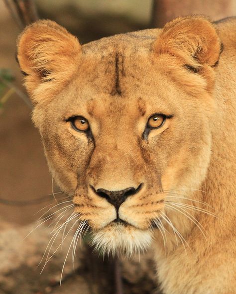 Lioness- love this photo for a tattoo representing me.  :) Female Lion Aesthetic, Lioness Photo, Lioness Roar, Lioness Photography, Lioness Face, Lioness Images, Lion Female, Lioness Queen, Lion Ears