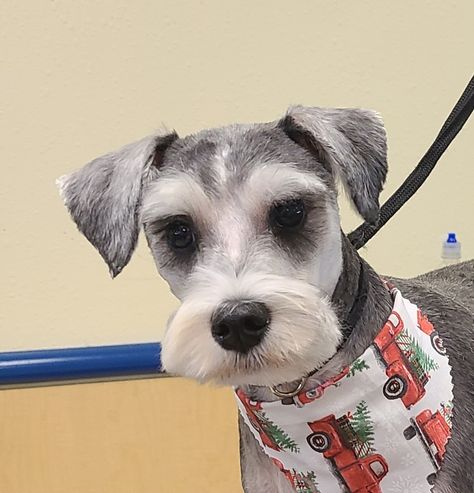 Ideas for clean mouth of schnauzer Schnauzer Short Haircut, Short Schnauzer Haircut, Schnauzer Haircut, Mini Schnoodle, Schnauzer Cut, Short Face, Puppy Haircut, Schnauzer Grooming, Grooming Style