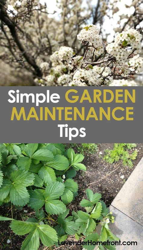 Check out my tips for keeping your garden cared for a clean throughout the year. These great garden maintenance tips will help guide you to maintain a thriving garden. #gardenplanting #gardeningtips #landscaping #DIYhomeimprovement Garden Maintenance Schedule, Cheap Plants, Garden Tattoos, Simple Garden, Thriving Garden, Vertical Gardens, Garden Maintenance, Garden Equipment, Pollinator Garden