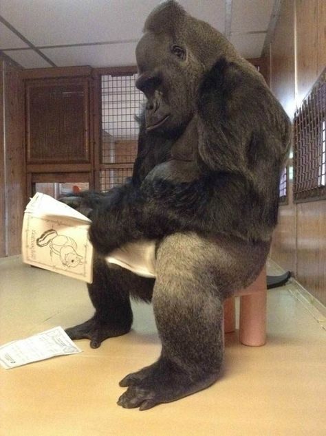 Koko The Gorilla, Funny Gorilla Pictures, Gorilla Pfp, Koko Gorilla, Gorilla Wallpaper, Gorilla Funny, Funny Monkey Pictures, Gorillas Art, Strongest Animal