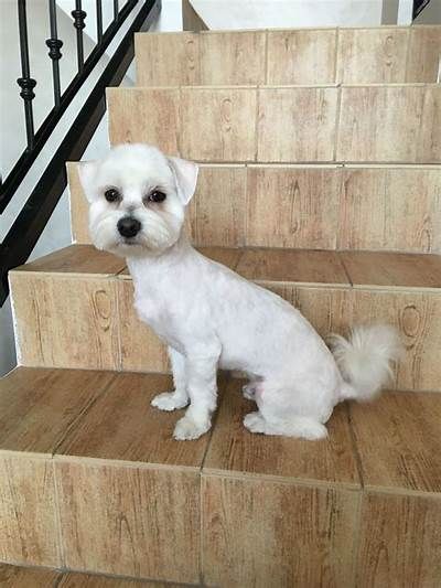 55 HD Shih Tzu Maltese Haircut - Best Haircut Ideas Maltese Long Hair, Maltese Dogs Haircuts Short, Maltese Short Haircut, Short Maltese Haircut, Maltese Haircut Hairstyles, Maltese Dogs Grooming, Maltese Puppy Cut, Trimmed Hair, Maltese Dogs Haircuts