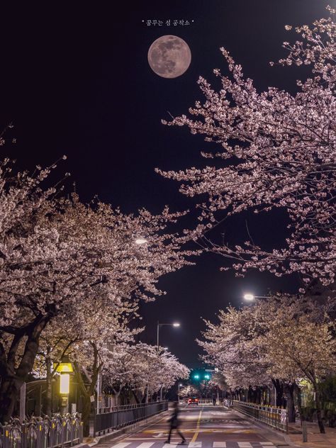 Seoul Cherry Blossom Night, Cherry Blossom Night Aesthetic, Spring Night Aesthetic, Cherry Blossom Wallpaper Aesthetic, Blossom Tree Aesthetic, Cherry Blossoms Aesthetic, Blossom Tree Wallpaper, Cherry Blossom Night, Cherry Blossom Aesthetic