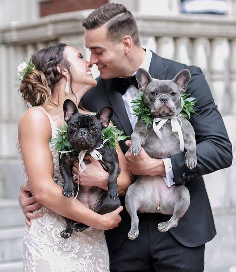 Frenchie World™ on Instagram: “Perfect Wedding 💒 📷 by @violet_and_luna_the_frenchies . . . . . #frenchie #frenchies #französischebulldogge #frenchbulldog #frenchbulldogs…” Frenchie Wedding, Dog Proposal, Groom Wedding Pictures, Dog Wedding Outfits, Bulldog Clothes, Birmingham Wedding, Frenchie Puppy, Alabama Weddings, My Type