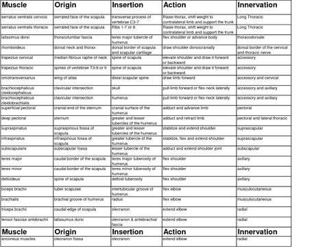 Muscles And Their Actions, Insertion And Origin Of Muscles, Origin And Insertion Of Muscles, Muscle Origin And Insertion Chart, Manual Muscle Testing Chart, Muscles Chart, Micro Biology, Anatomy Structure, Muscle Names