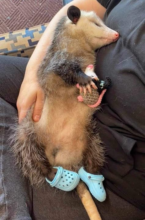 Baby Possum, Awesome Possum, Cute Ferrets, Cute Small Animals, Super Cute Animals, Pretty Animals, Silly Animals, Fluffy Animals, Cute Animal Photos