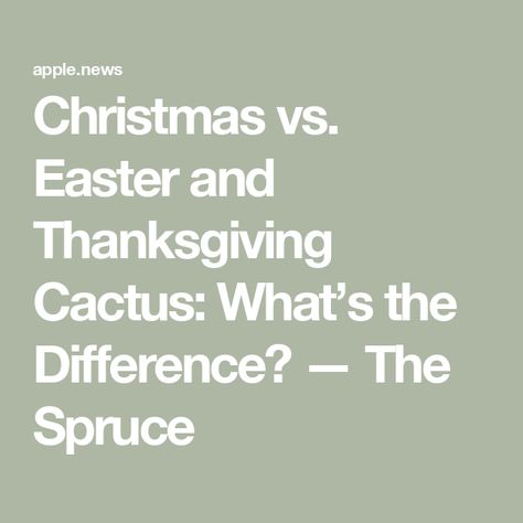 Christmas vs. Easter and Thanksgiving Cactus: What’s the Difference? — The Spruce Cactus Identification, Cactus Leaves, Cactus Light, Succulent Potting Mix, Easter Cactus, Thanksgiving Cactus, Holiday Cactus, The Spruce, Christmas Cactus