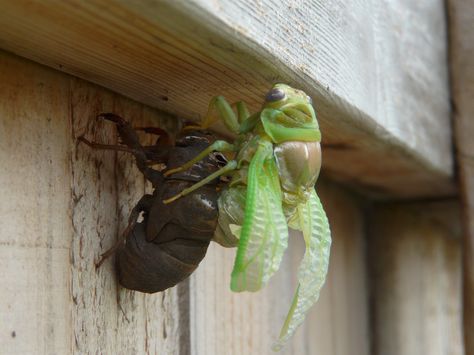 A Cicada coming out of it's shell as its we wings unfold. The whole process took about 6 hours. Ghost Cicada, Cicada Photography, Cicada Open Wings, Cicada Wings Open, Cicada Coming Out Of Shell, Homeschool Science, Photography