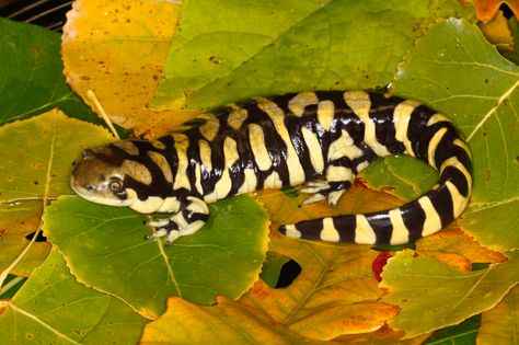 Today’s animal of the day is the tiger salamander. These amphibians get their name from the distinctive vertical stripes that adorn their bodies and resemble the markings of their mammal namesake. Tiger salamanders range in color from dark gray to brown or black. Their body markings are anywhere from brilliant yellow to a brownish yellow […] Body Markings, Tiger Salamander, Vernal Pool, Brownish Yellow, Salamanders, The Tiger, Vertical Stripes, Amphibians, National Geographic