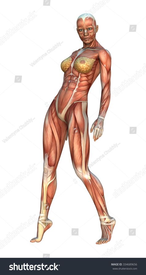 Woman Muscle Anatomy, Female Muscle Drawing, Female Muscle Anatomy, Muscle Poses, Female Back Muscles, Anatomy Woman, Woman Anatomy, Human Anatomy Female, Body Muscle Anatomy