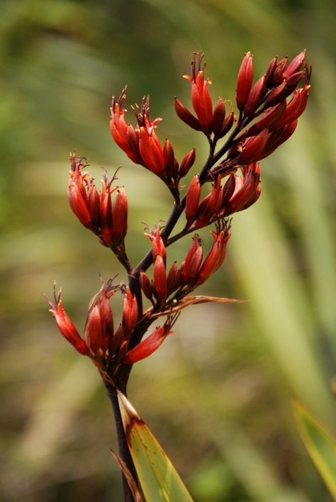 Flax flower: I feel your kindness. Nz Flax Plants, Pukeko Tattoo, New Zealand Native Plants, New Zealand Native Flowers, Nz Native Flowers, Harakeke Flowers, Nz Flowers, Nz Plants, Nz Birds