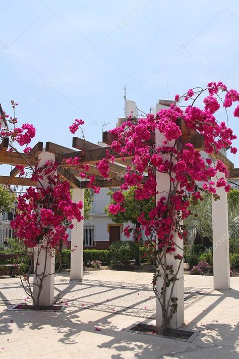 Bougainvillea Trellis, Backyard Resort, Flower Trellis, Backyard Flowers, Garden Entrance, Beautiful Pink Flowers, Trellis Design, Entrance Design, Pergola Patio