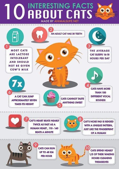 Facts About Cats, 10 Interesting Facts, Cat Language, Cat Care Tips, Kitten Care, Cat Parenting, Animal Facts, Cat Behavior, Pet Hacks