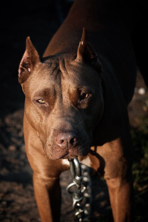 Beautiful Pitbulls, Red Nose Pit, American Pitbull, American Staffordshire Terrier, American Staffordshire, Staffordshire Terrier, Pit Bulls, Red Nose, American Bully