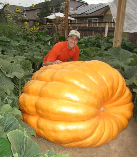 Giant Pumpkin Growing Tips From The Pumpkin Man. Kaleb really wants an even bigger pumpkin this year. Giant Vegetable, Big Pumpkin, Lily Seeds, Pumpkin Vegetable, Planting Pumpkins, Biggest Pumpkin, Giant Pumpkin, Growing Pumpkins, Zucca Halloween