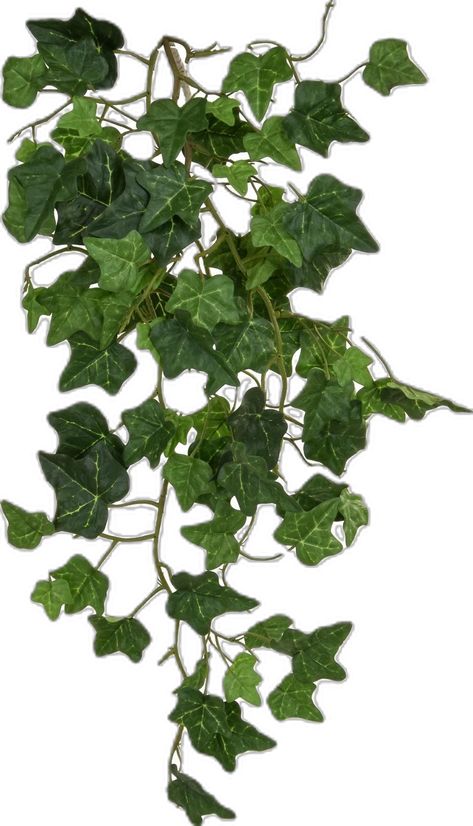 Vine English Ivy Green Flame Retardant Artificial Branch Plant 91 cm (5pcs. set) - from £62.10 | Getpotted.com#medicinal herbs #Herbs #herb garden outdoor #herb garden ideas #Medicinal Herbs Garden #health aesthetic Ivy Plant Indoor, Fake Hanging Plants, Artificial Branches, Bush Plant, Ivy Vine, Artificial Plants And Trees, English Ivy, Ivy Plants, Wedding Wall Decorations