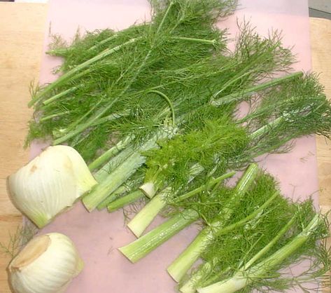 What To Do With Fennel, Fennel Stalks, Pickled Fennel, Zucchini Side Dishes, Fennel Pollen, Food Forest Garden, Fennel Recipes, Roasted Fennel, Veggie Stock