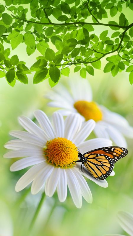 Daisy Images, Daisy Butterfly, Butterfly On Flower, Beautiful Butterfly Photography, Butterfly Pictures, Art Gallery Wallpaper, Beautiful Images Nature, Human Art, Pretty Wallpapers Backgrounds