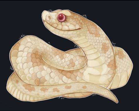 Hog Nose Snake Drawing, Hog Nose Snake Tattoo, Hognose Tattoo, Hognose Snake Drawing, Hog Nose Snake, Pencil Art For Beginners, Reptile Art, Pet Drawings, Danger Noodle