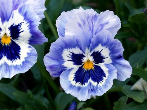 Snapdragon Tattoo, Brazilian Flowers, Blue Pansy Flower, Paper Pansies, Blue Pansies, Blue Pansy, Everything Is Beautiful, Pansy Parkinson, Gardening Hacks