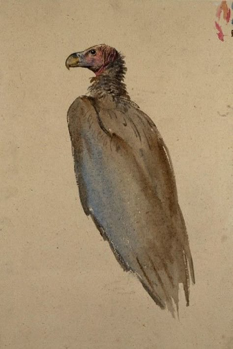 Vulture Tattoo, Chalk On Paper, Watercolor Paintings Of Animals, Vulture Culture, Dark Tattoo, Scientific Illustration, Modern History, Animal Sketches, Bird Drawings