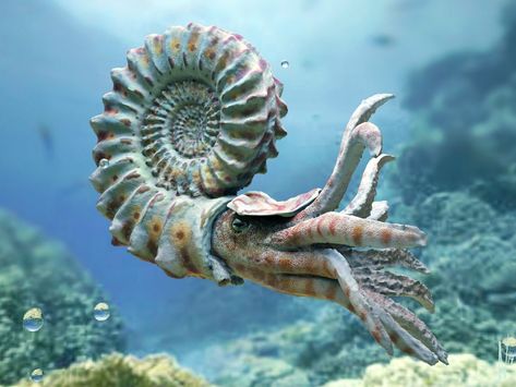 nautiloid_render_FIN_02_h1600 Nautilus Tattoo, Fauna Marina, Deep Sea Creatures, Beautiful Sea Creatures, Animal Portraits, Underwater Creatures, Extinct Animals, Aquatic Animals, Prehistoric Creatures