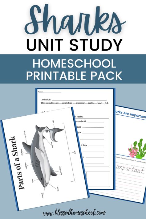 Sharks: A Homeschool Unit Study - Blessed Homeschool Marine Biology Homeschool, Homeschool Shark Unit, Dolphin Unit Study, Different Types Of Sharks, Shark Facts/ Anatomy, Shark Research, Types Of Sharks, Shark Conservation, Unit Studies Homeschool