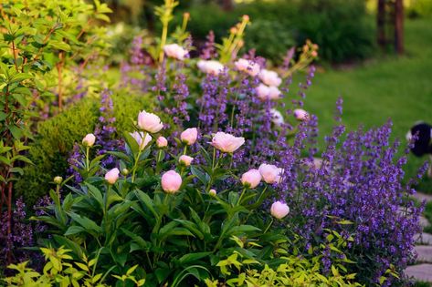 Peony Landscaping Ideas, Peonies Along Side Of House, Flower Bed With Peonies, Peony In Landscaping, Peonies Garden Ideas, Peonie Garden Ideas, Romantic Flower Garden, Peony Plant Garden, Peony Plant Pairing