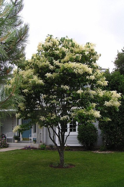 Japanese Lilac Tree.  We saw one of these today and the smell is so sweet...I want one. Japanese Lilac Tree, Japanese Lilac, Trees For Front Yard, Japanese Tree, Lilac Tree, Front Landscaping, Ornamental Trees, Home Landscaping, Deciduous Trees