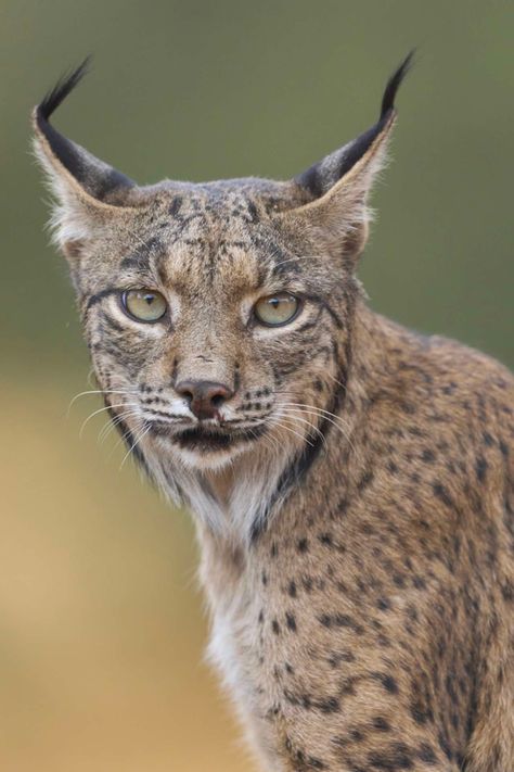 La mirada del lince ibérico: desmontando una fotografía Pen, Animals, Art