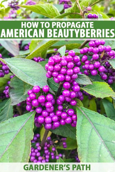 Now on Gardener’s Path, learn how to propagate the lovely native American shrub beautyberry. You’ll definitely want as multitutes of these plants with their large, light-green leaves, arching branches, and eye-catching purple berries, and it’s easy to get more via seed or cuttings. #gardenerspath #beautyberry American Beauty Berry Bush, Seed Collecting, Pnw Gardening, American Beautyberry, Foundation Plants, Beauty Berry, Beauty Bush, Grandma Garden, Texas Plants