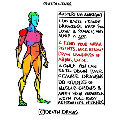 art tips and tutorials :D on Instagram: “anatomy guidelines :)) - creds to: @devin.draws - - DISCLAIMER ⚠️ i don’t own any of the tutorials i post-  owner is always credited. if…” Arm Anatomy Simplified, Anatomy Guidelines, Guidelines Drawing, Chest Anatomy, Simplified Anatomy, Anime Heads, Anatomy Tutorial, Art Advice, Art Drawing Sketch