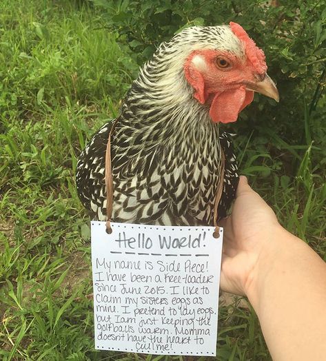 Funny-Chicken-Shaming-Farm-Life Chicken Shaming, Bad Chicken, 100 Faces, Cat Shaming, Animal Shaming, Dog Shaming, Chicken Runs, Chicken Humor, Funny Animal Memes