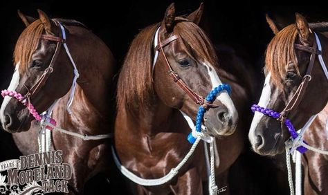 Loping Hackamore, Plait Braid, Ranch Horse, Cowboy Gear, Horse Diy, Quarter Horse, Relax Time, Make A Difference, Blue And Purple