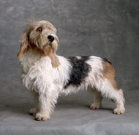 Petit Basset Griffon Vendéen Pbgv Dog, Basset Griffon Vendeen, Basset Griffon, Petit Basset Griffon Vendeen, Scruffy Dogs, Griffon Dog, Every Dog Breed, Tallest Dog, Huge Dogs