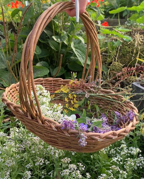 Highland Willow | Making a small basket with Black Maul & Steamed willow 🧺 #making #willowweaving #basketmaking #basketmaker #handmade #willowartist… | Instagram Willow Basket Weaving, Willow Basket, Willow Weaving, Garden Basket, Weaving Ideas, Small Basket, Basket Weaving, Craft Projects, Weaving