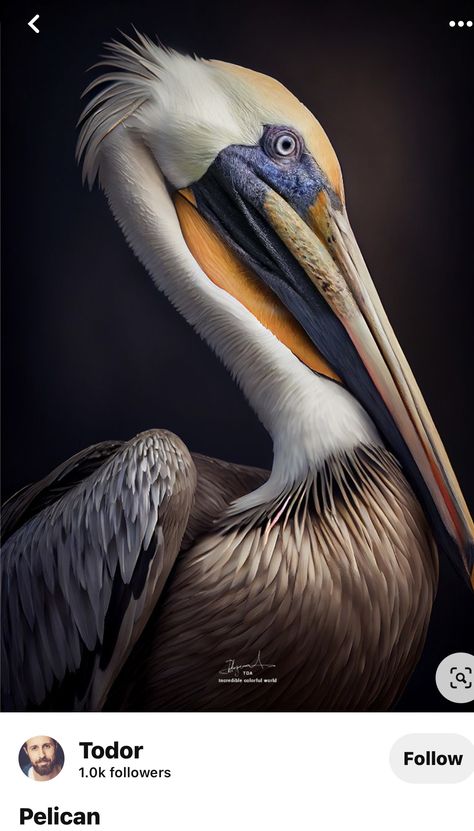 Pelican Photos, Advertising Video, Pelican Art, Editing Photography, Pelican Bird, Art Logos, Heron Art, Coastal Birds, Southern Art